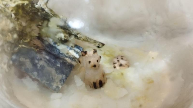 Gros plan sur le renard et le hérisson