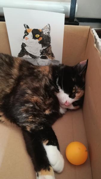Portrait de Nola, et Nola qui chill dans son carton 
