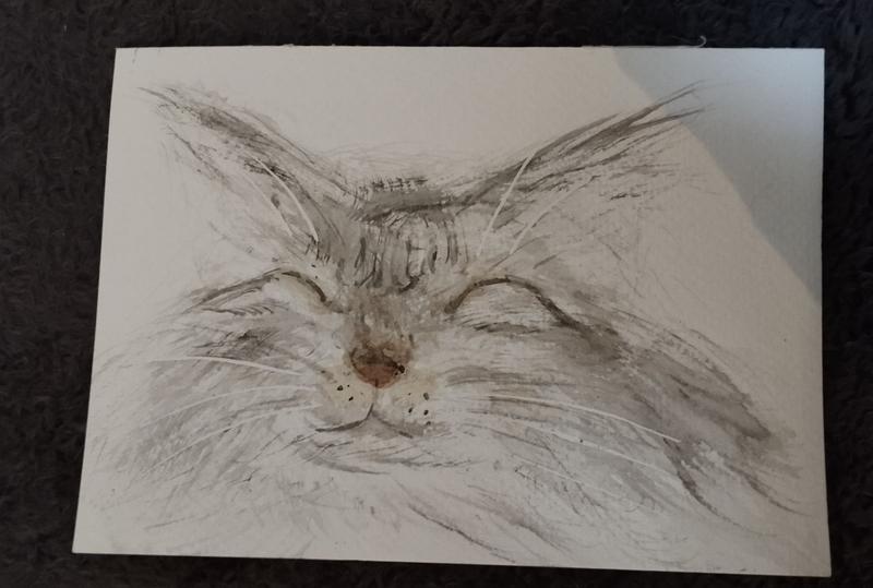 Aquarelle d'une Maine coon grise 