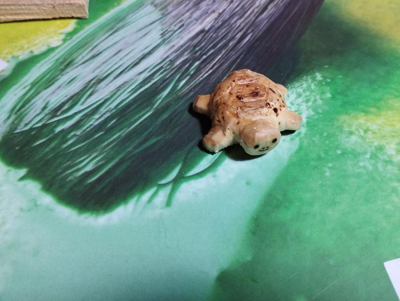La tortue vue de dessus