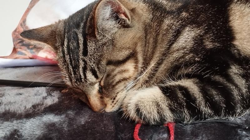 Louchette, chatonne tigrée qui dort, la tête posée sur sa patoune 
