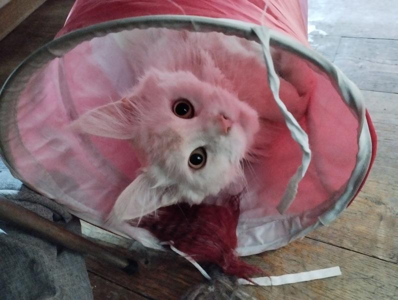 Un petit Maine coon blanc dans un tunnel. Il regarde l'objectif avec beaucoup de mignonitude 
