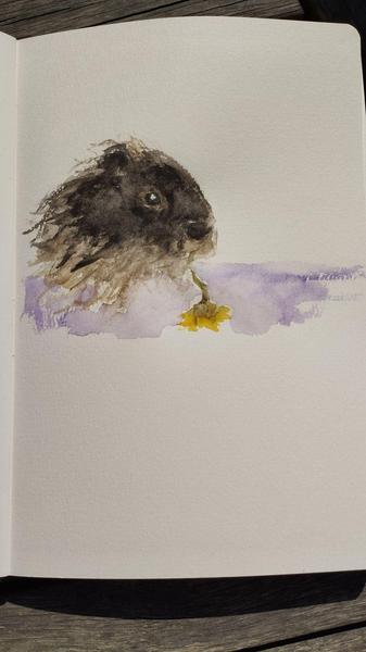 Une aquarelle d'un cochon d'Inde qui mange6un pissenlit