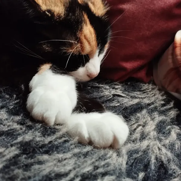 Nola, chatte tricolore qui dort la tête posée sur ses patounes blanches 
