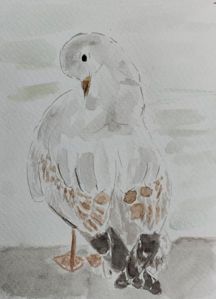 Aquarelle de la mouette