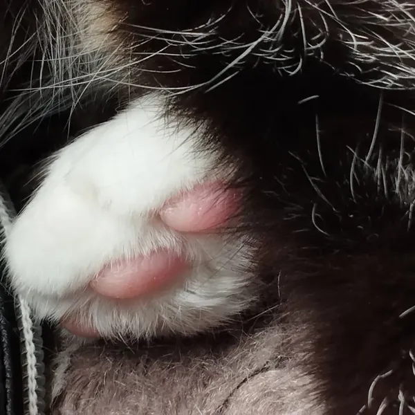 Photo des coussinets roses d'une patte de chat blanche 