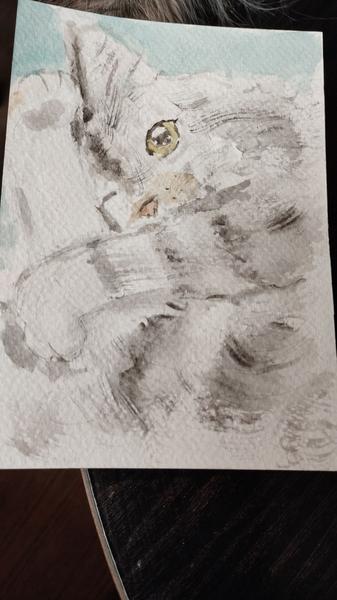 Watercolor of a grey maine coon.She is sleeping, holding her back paws