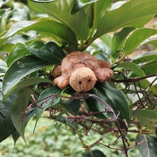 Sculpture de tortue en bois posée sur une branche de sureau