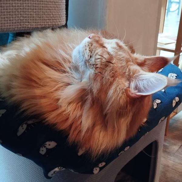 Tyson, Main coon roux qui dort en profitant d'une éclaircie pour illuminer don visage 