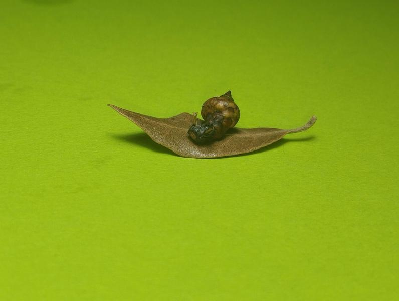 Un tout petit escargot fait avec un petit gland pour le corps et la coquille