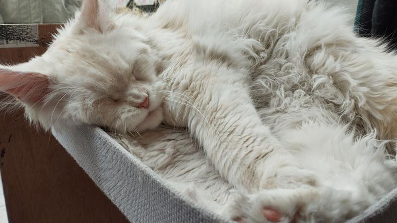Un Maine coon blanc crème qui dort