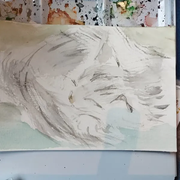 Aquarelle d'une Maine coon grise et blanche qui dort 