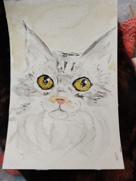 Aquarelle d'une main coon grise et blanche, les yeux ouverts