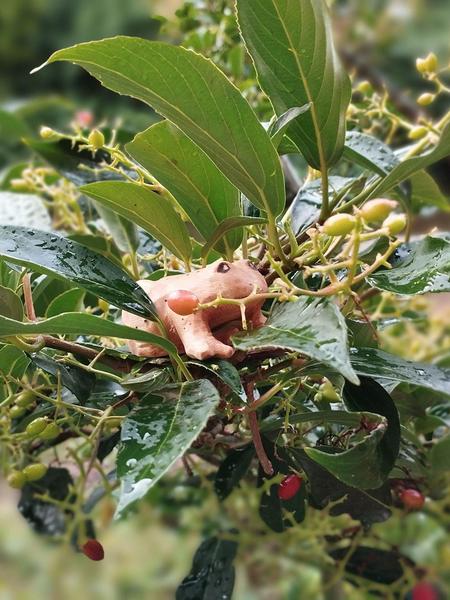 Une grenouille en bois sur une branche de sureau, les feuilles sont mouillées par la pluie