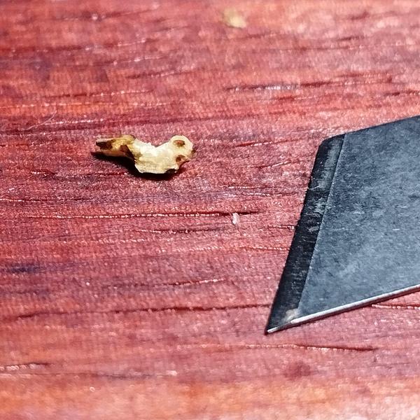 Un minuscule morceau de bois qui ressemble vaguement à un écureuil. À côté une lame de cutter beaucoup plus grande que le rongeur