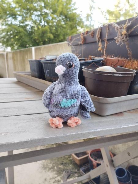 Même pigeon assis sur une table