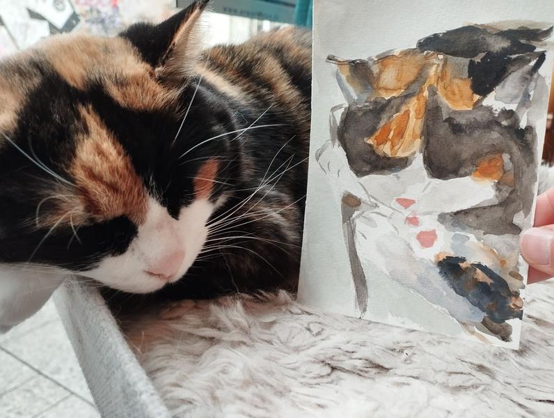 Nola, chatte tricolore qui dort à côté de son portrait 