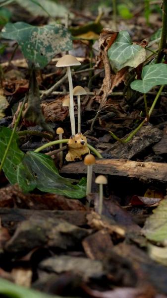 6 champignons alignés, au milieu un petit renard en bois