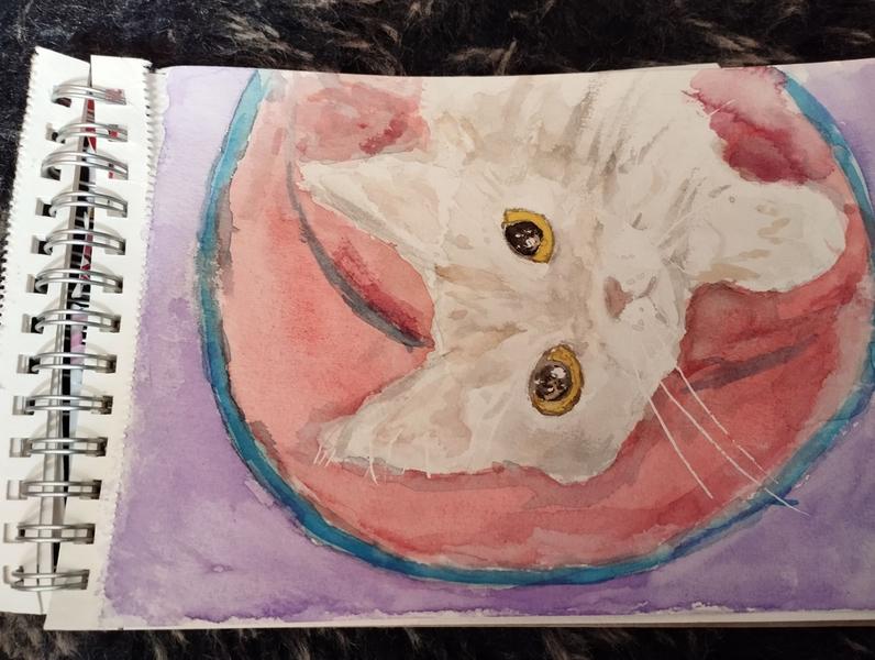 Aquarelle du Maine coon dans son tunnel 