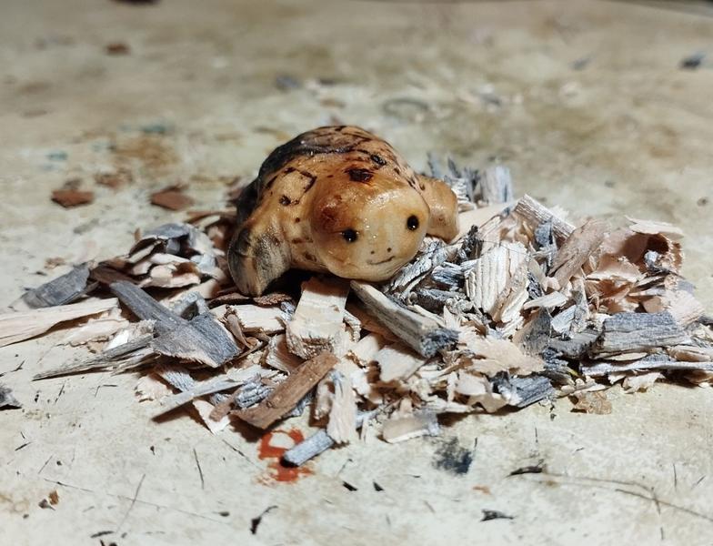 Tortue vue de face