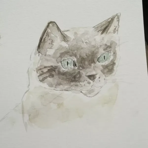 Aquarelle d'un chat siamois 