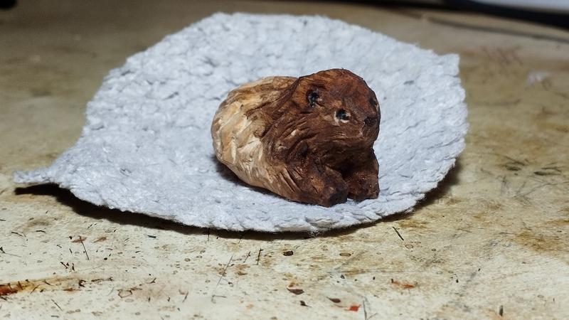 Une autre vue du cochon d'inde 