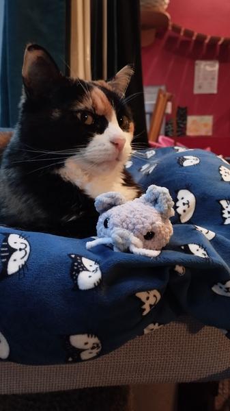 Nola, chatte tricolore et une souris crochetée 