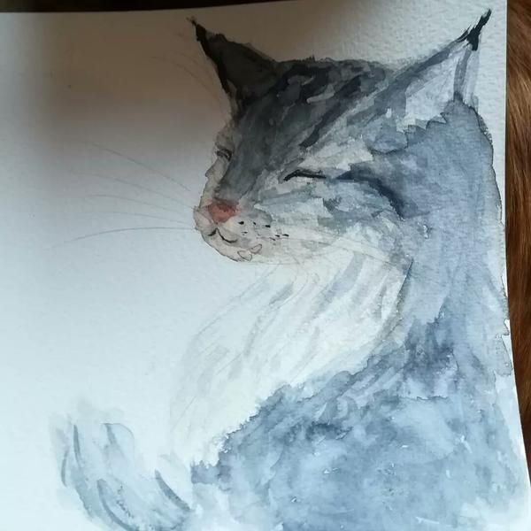 aquarelle d'une maine coon tigrée grise