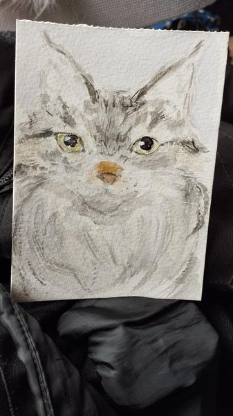 Aquarelle d'une Maine coon grise 
