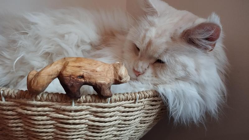 Le chat, peu impressionné par un panda roux en équilibre sur le rebord du panier