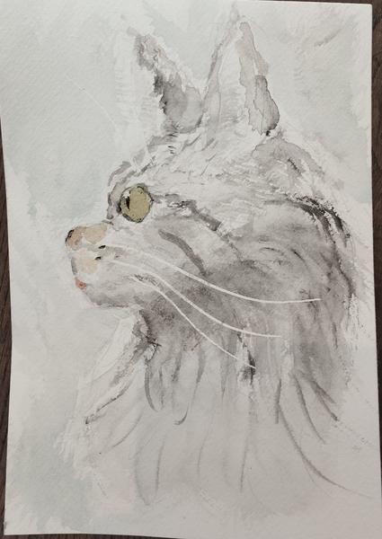 Aquarelle d'une maine coon grise et blanche de profil. Elle tire légèrement sa langue