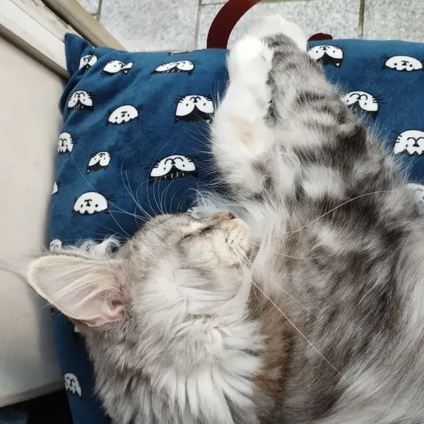 Photo de tabata qui dort 