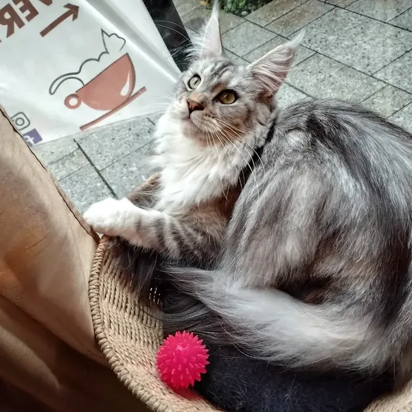 Tabata, Main coon grise et blanche 