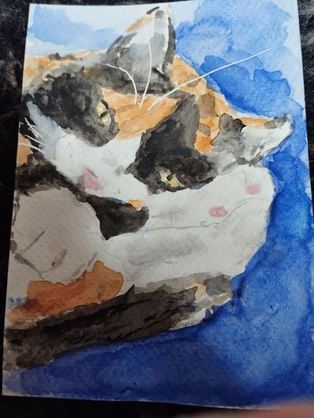 Aquarelle de Nola chatte tricolore, yeux semi ouverts, la tête dans ses pattes aux chaussettes blanches 