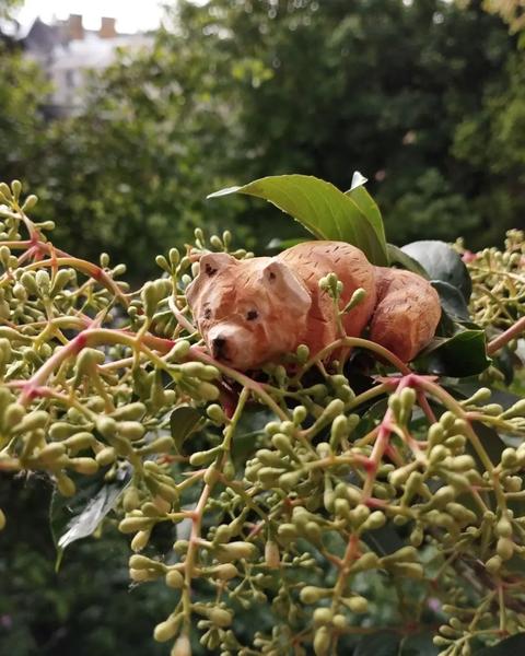 Autre vue du panda roux sur la branche 