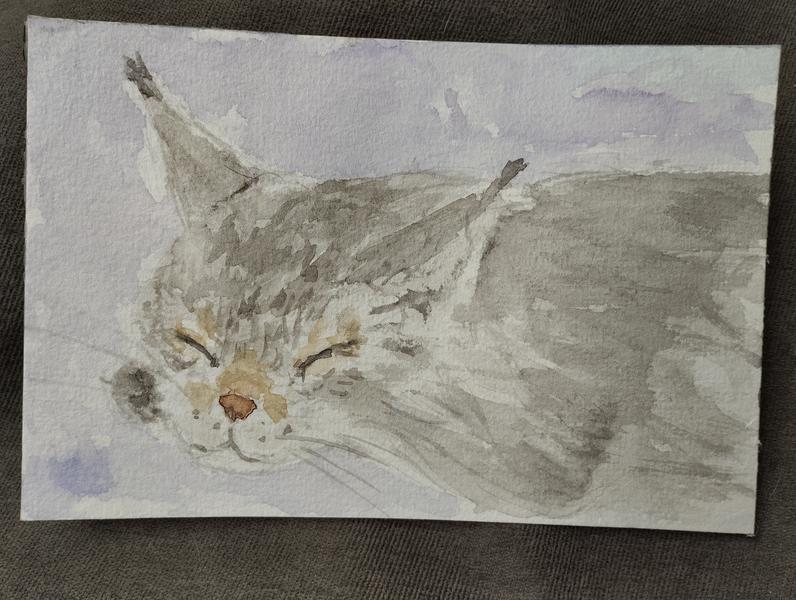 Aquarelle d'une main coon grise qui dort 