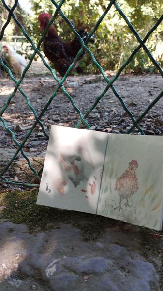 Photo de l'aquarelle, en fond un coq