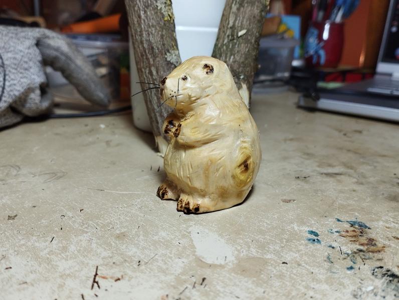 Profil gauche du castor 