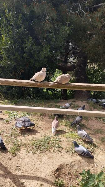 photo de référence des deux tourterelles, posées sur une rambarde. Plusieurs pigeons picorent au sol
