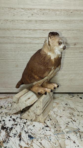 L'harpie vue de profil