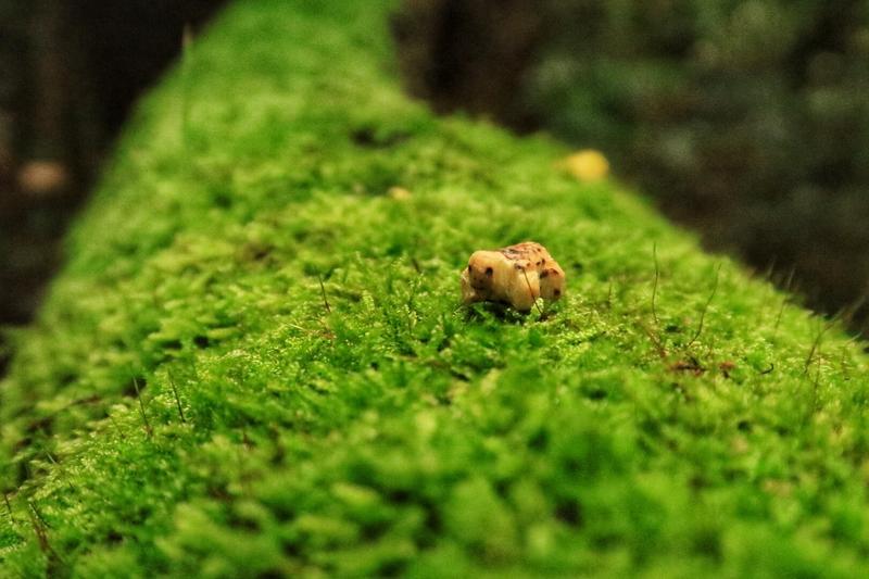 Une petite sculpture de tortue sur une branche très moussue 