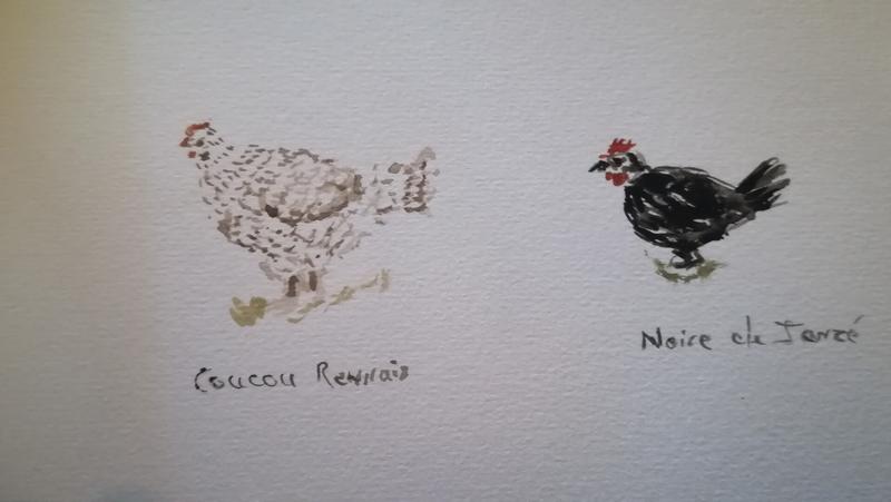 Aquarelle d'une poule coucou de Rennes (tachetée) et d'une noire de janzé