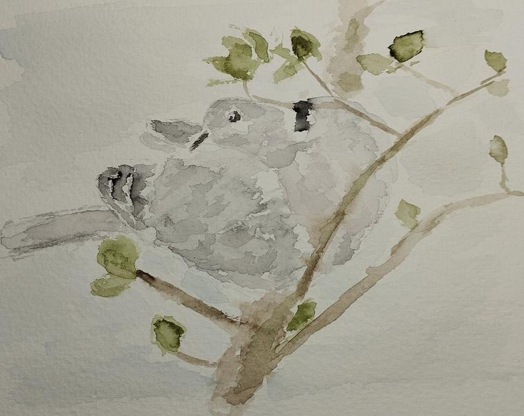 Aquarelle de la tourterelle dans la même position contorsionniste