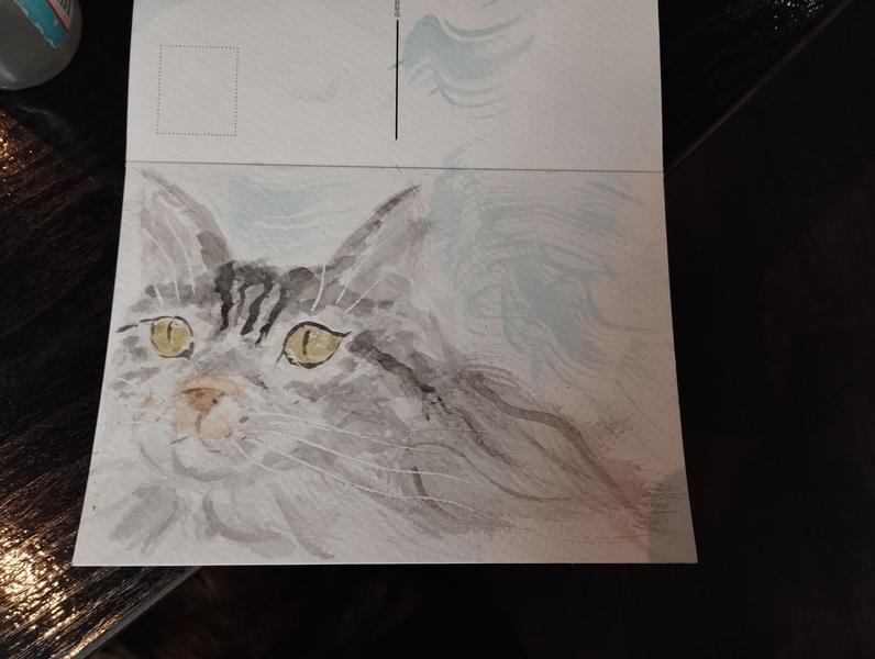 Aquarelle d'une Maine coon grise et blanche 