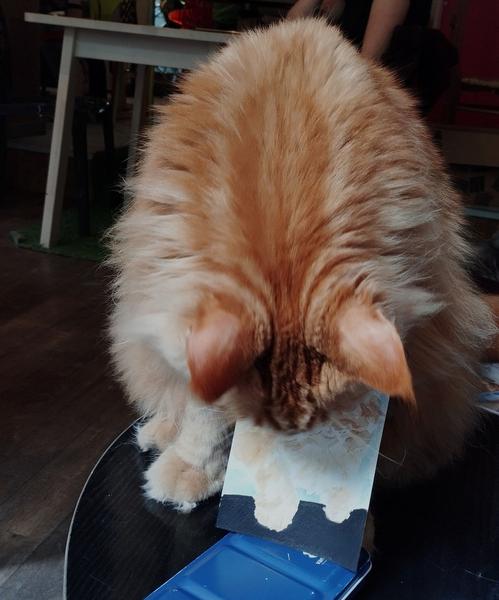 Le vrai Maine coon qui regarde l'aquarelle 