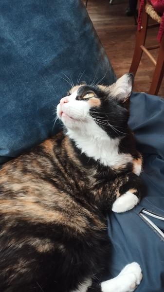 Nola qui regarde vers le ciel