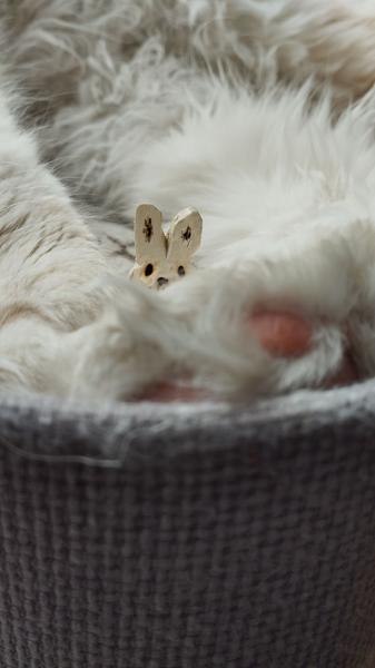 Une tête de lapin en voi6, au milieu de pattes de chat très fluffy