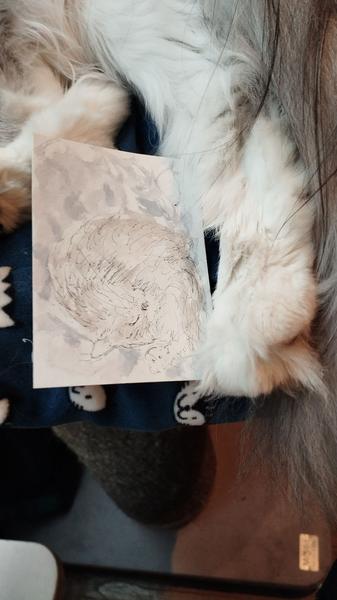 Mini aquarelle d'une Maine coon à côté d'une patoune 