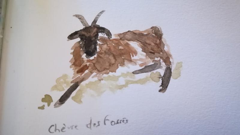 Aquarelle d'une chèvre des fossés assise 