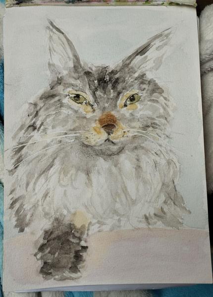 Aquarelle d'une maine coon grise